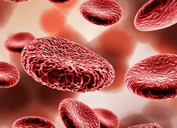 Red Blood Cells